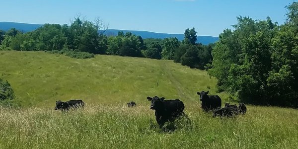 Holy Cow! WVSOM grad juggles agriculture and medicine